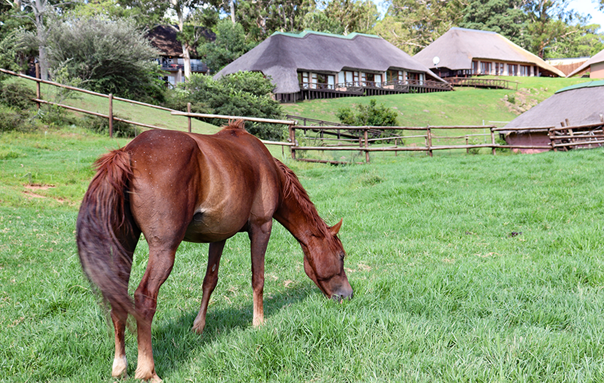 little switzerland 3 (Copy)