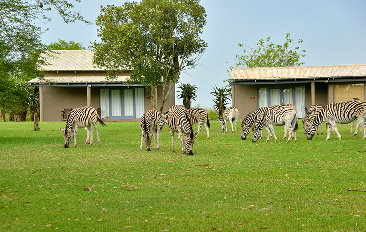 tala PAPERBARK-2 (Copy)